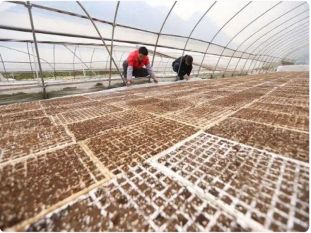 贵州省山地农机所与重庆文理学院共商丘陵山区辣椒机械化生产技术