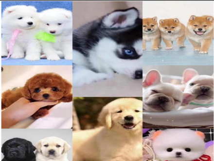 贵阳买宠物到哪里买？这里还提供实体店挑选宠物的贴心服务！