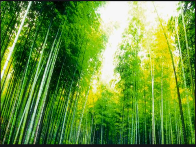 六扇窗口看贵州“两山”转化成效