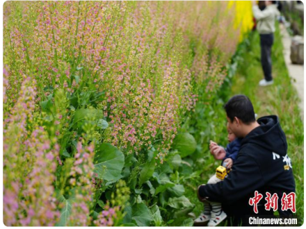  贵州贵阳：油菜花开醉游人