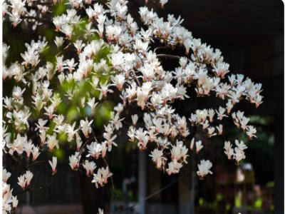 春暖时节玉兰花开