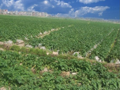 《高质量发展调研行一贵阳综合保税区》首次实现马铃薯自主出口！贵州小土豆走出国门迎接新“薯”光